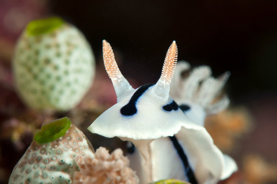 Willan's chromodoris nudibranch ( Chromodoris willani ) crawls on corals of Bali	