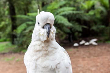 Sulphur-crested cockatoo portrait