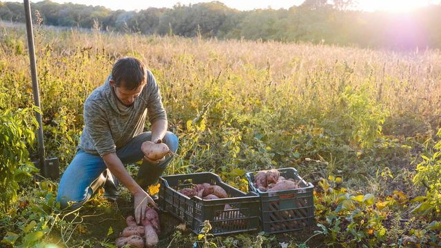 Farmer Harvesting And Puts Sweet Potato In Box At Field Of His Farm.