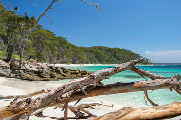 Fototapeta na wymiar Stunning view of Murrays Beach, located within Booderee National Park in Jervis Bay Territory, a three hours drive south of Sydney, New South Wales, Australia. Driftwood tree log, crystal clear water.