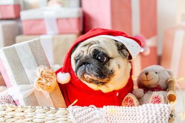 pug in santa costume sitting under christmas tree with gifts