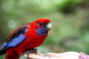 Crimson Rosella perching on female hand and eating