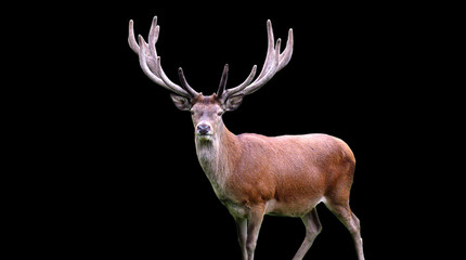 Fototapeta premium deer on black background