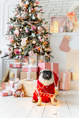 pug in santa costume sitting under christmas tree with gifts