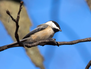 Black Capped Chickadee (Poecile atricapillus) at blue sky background