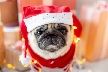 pug in santa costume sitting under christmas tree with gifts