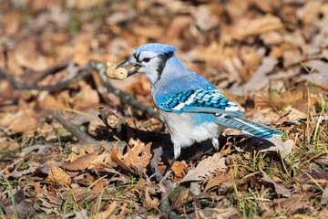 Blue jay (Cyanocitta cristata) with nuts, Iowa, USA