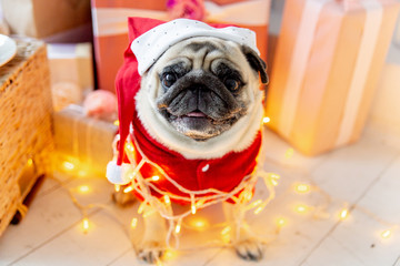 pug in santa costume sitting under christmas tree with gifts