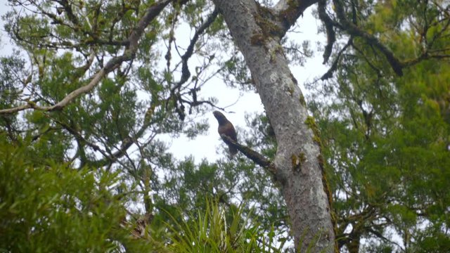 New Zealand native kaka bird calling out in tree top