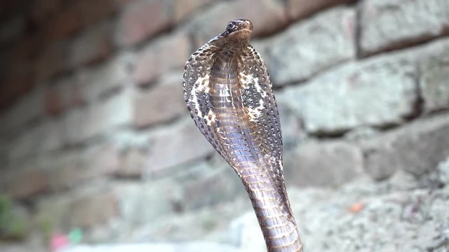 Portrait Indian cobra in Rishikesh, India. Close up