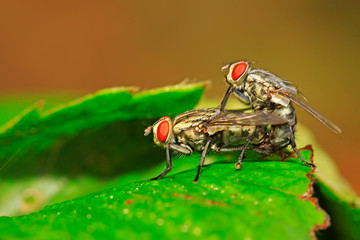 two muscidae insects mating