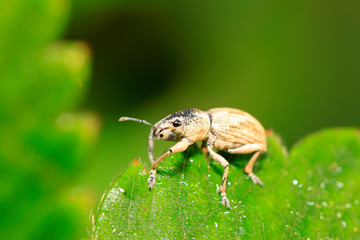 weevil, a kind of insect has a long nose