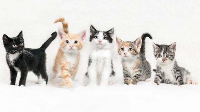 Litter of five kittens