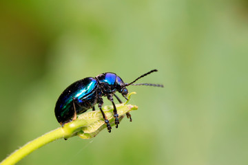 beetle on green leaf