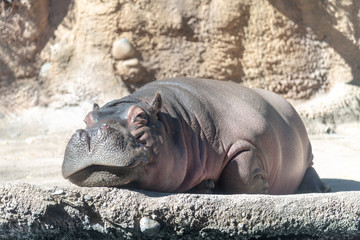 hippopotamus in the zoo
