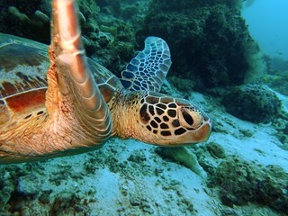 The beauty of underwater world in Sabah, Borneo.