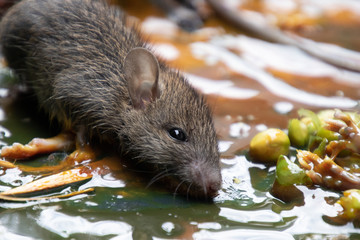 Dirty rats in glue stick on the mousetrap.Rats captured on  non-toxic glue trap.House problem from rats
