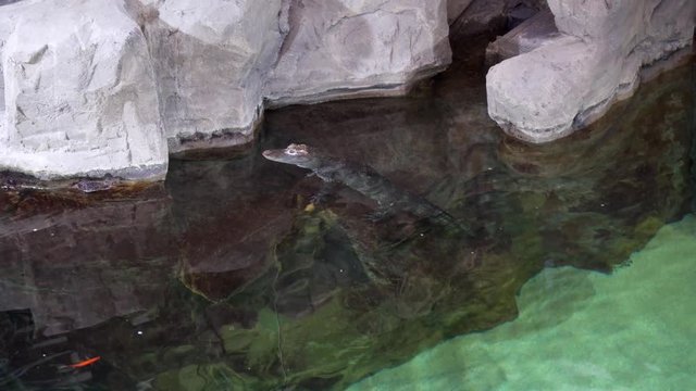 Caiman swimming in the water.