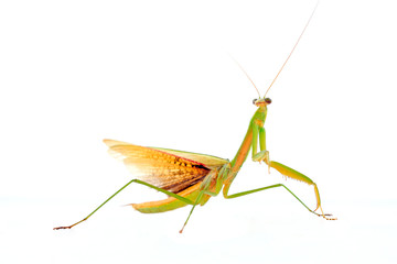 Mantis in white background