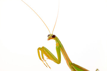 Mantis in white background
