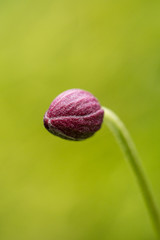 close up of small pink flower bud with creamy green background