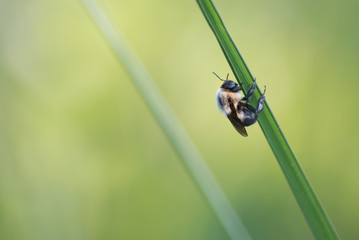 bee clings on stalk