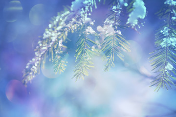 Blurred background with fir branches and bokeh