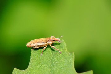 weevil