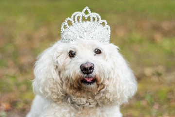 White fluffy dog wearing crown looking at camera outside