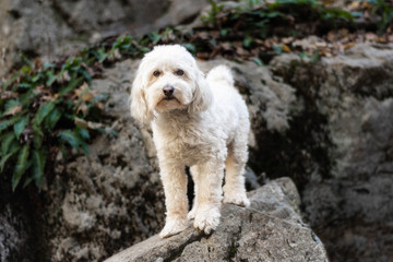 Dog standing on rock outdoors in park