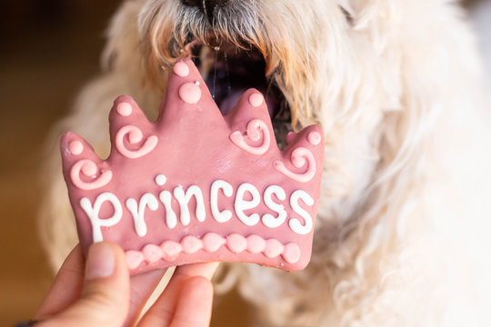 Fluffy dog hungry for special princess cookie
