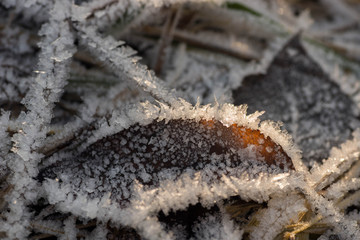 fallen leaves covered with hoarfrost