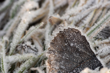 fallen leaves covered with hoarfrost