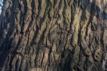 old poplar bark background texture