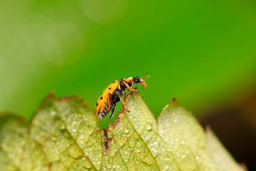Ladybug