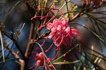 Sydney Australia, pink flowers of a grevillea tree an Australian native
