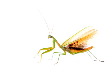Mantis in white background