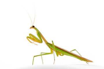 Mantis in white background