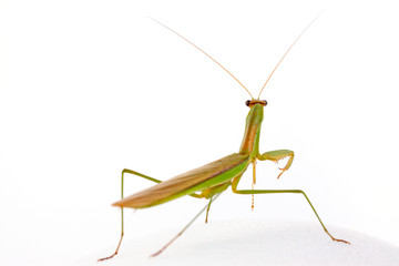 Mantis in white background