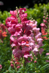 Sydney Australia, garden filled with snap dragon flowers