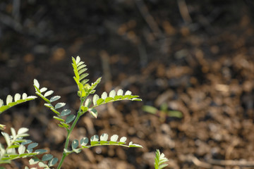 Fresh Green Chickpeas field , Chick peas also known as harbara or harbhara in hindi and Cicer is scientific name,