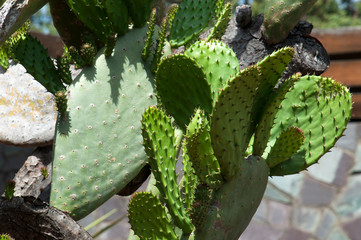 Sydney Australia, spring growth new paddles or leaves on cactus 