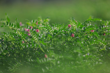 Fresh Green Chickpeas field , Chick peas also known as harbara or harbhara in hindi and Cicer is...