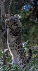 Iconic Spots on a Snow Leopard Reaching Into a Tree 