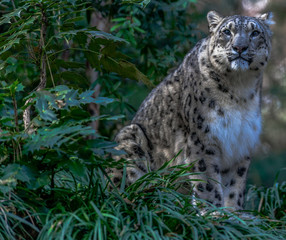 Iconic Spots on a Snow Leopard in a Field  Looking into the Distance 