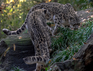 Iconic Spots on a Pair of Snow Leopards Climbing on a Rock