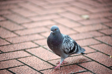 街中のハト１