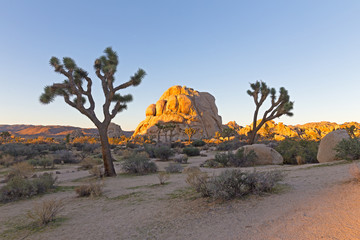 Morning light touched rock formation in Joshua Tree National Park, California USA. Sandy desert in the morning with trees and other vegetation.