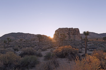 Sunrise in Joshua Tree National Park, California USA. High desert with stark rock formations and sparse vegetation under morning sunrays.