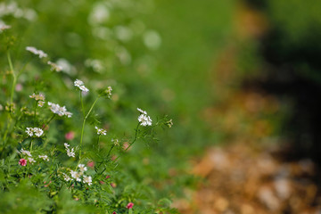 green Coriander field